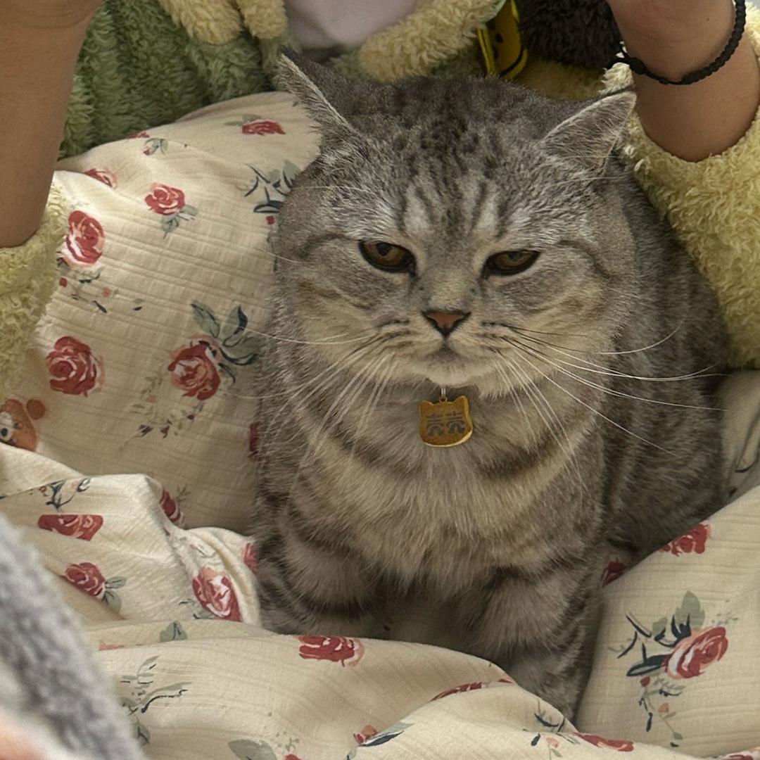 洛洛