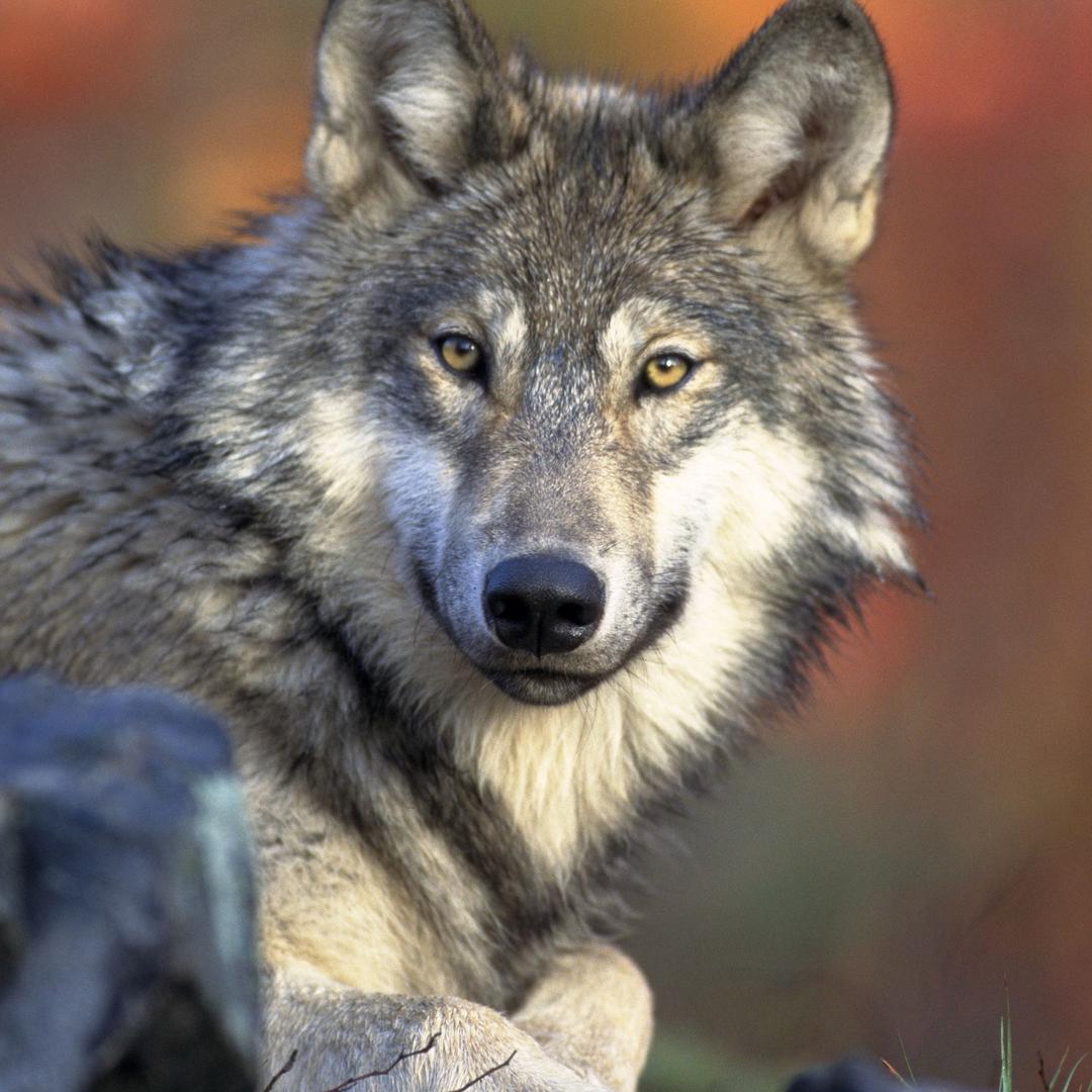 佛前一灵猴$把辛酸当笑谈