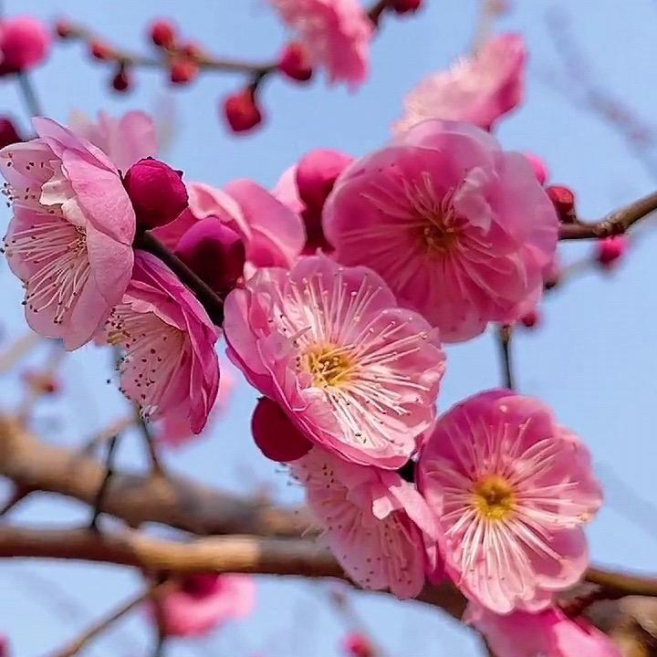 晴晴