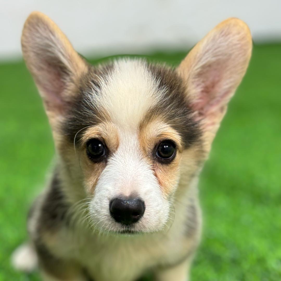 萌宠俱乐部（霍邱马店）