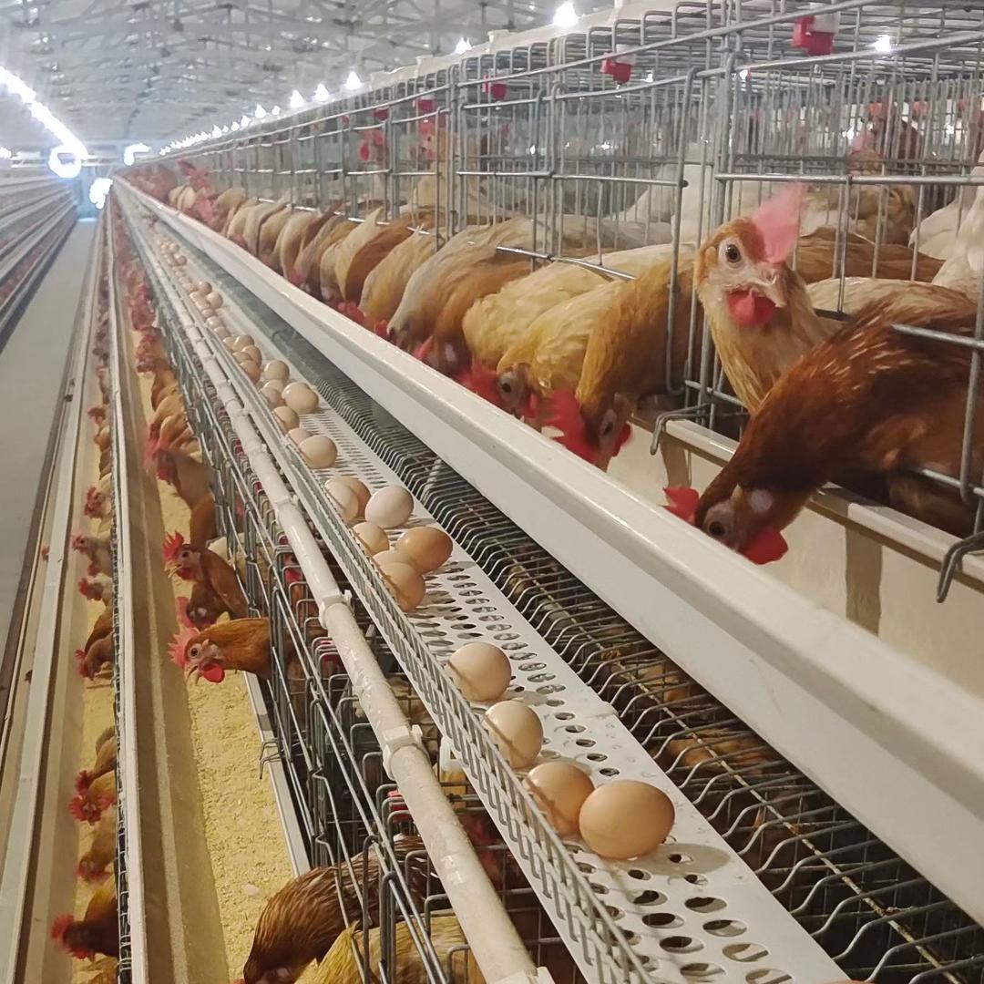 牧佳鲜 无抗富硒蛋