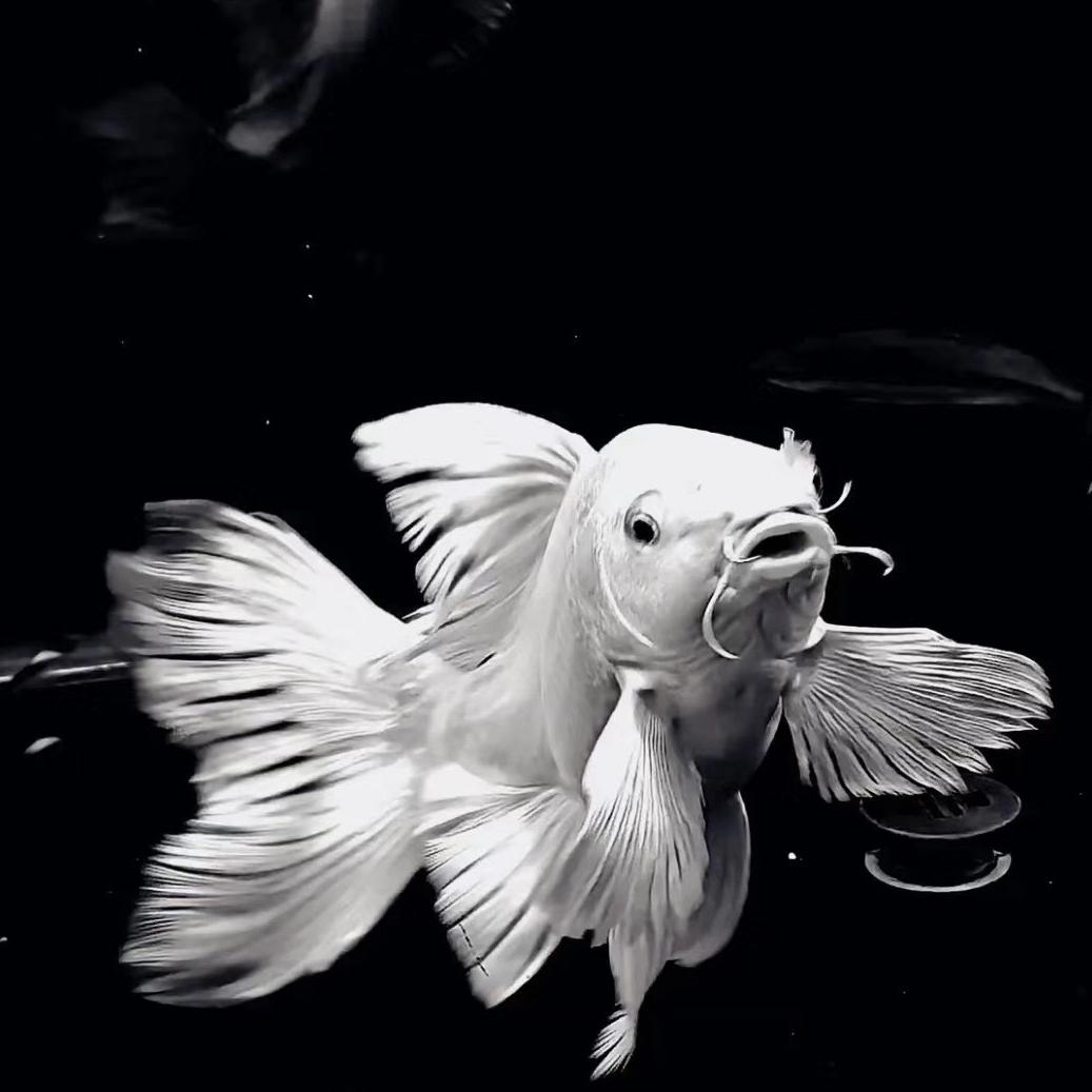 晚美精品蝴蝶鲤