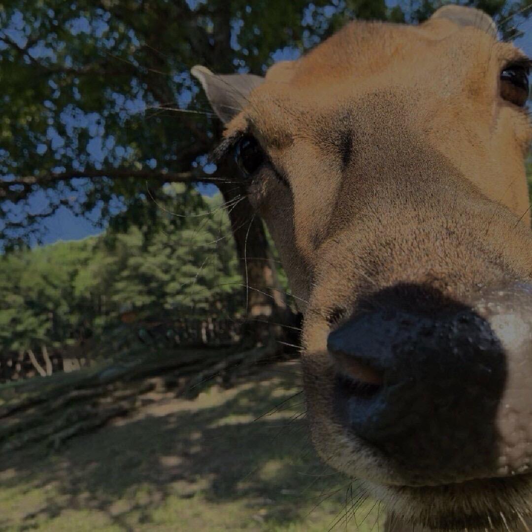 长春市臻乐遇鹿鹿产品有限公司