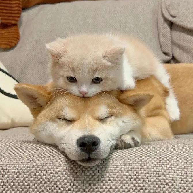 萌宠日记