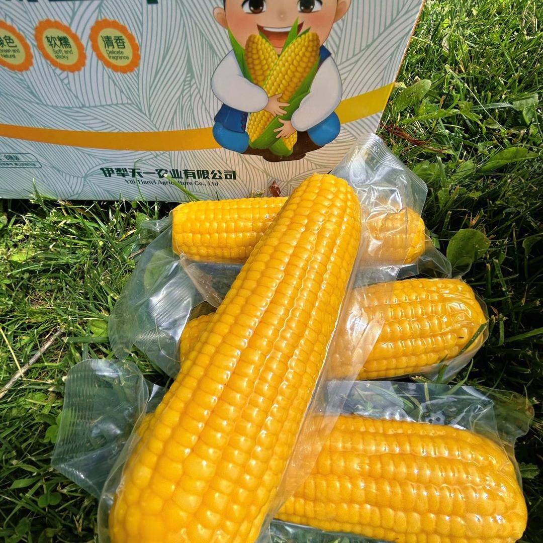 天一农业鲜食糯玉米