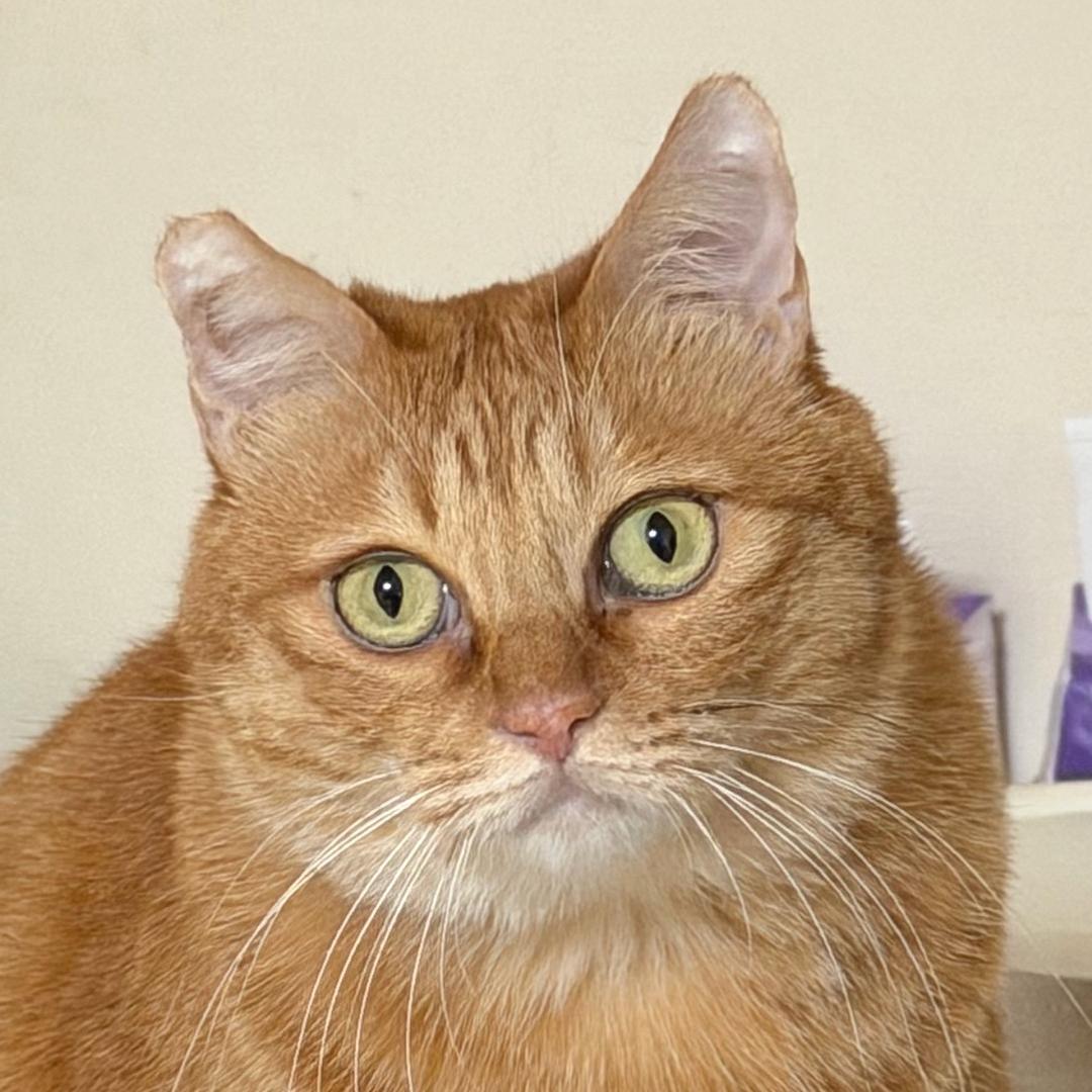 吨吨今天拉屎了吗