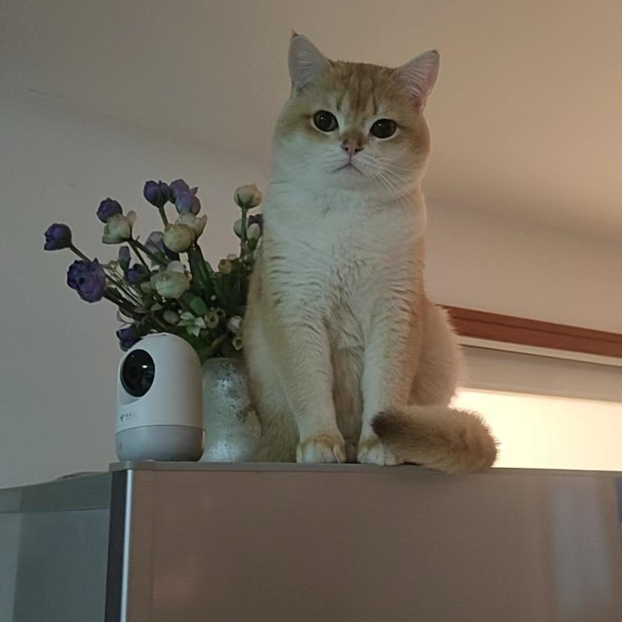 大咪是猪不是猫