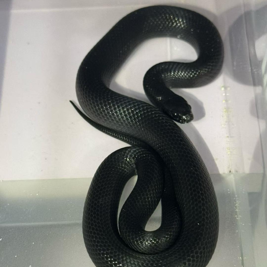 🐍🐍🐍