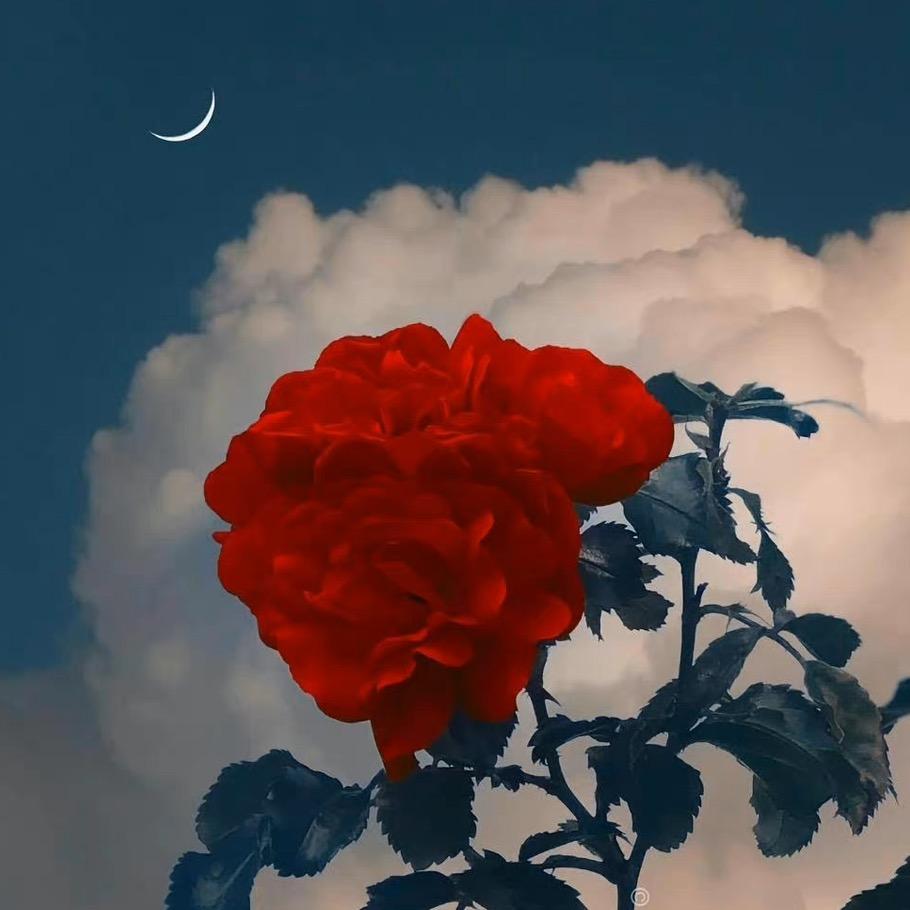 谷野.🥀