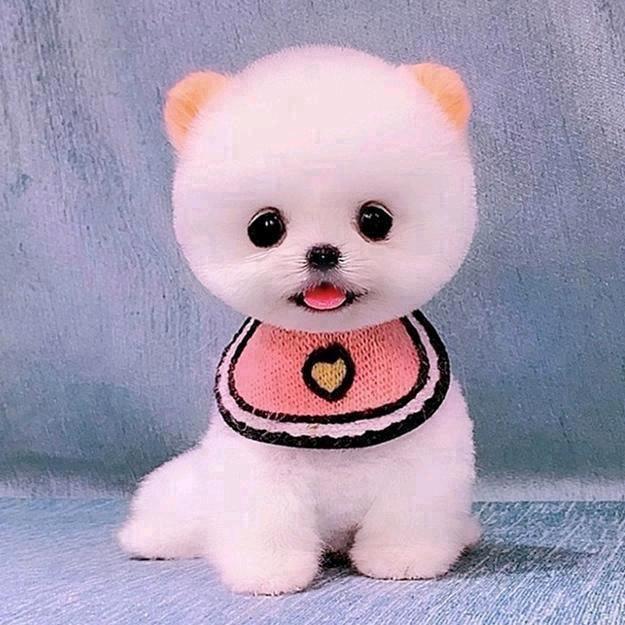 虎牙妹宠物用品（一件批发价）