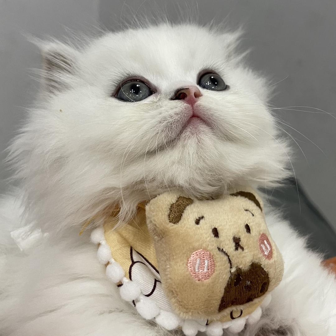 我的小尾巴呀