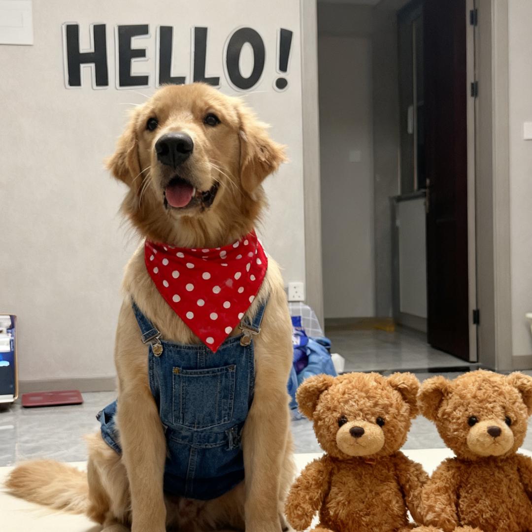 坦克是只金毛🐾