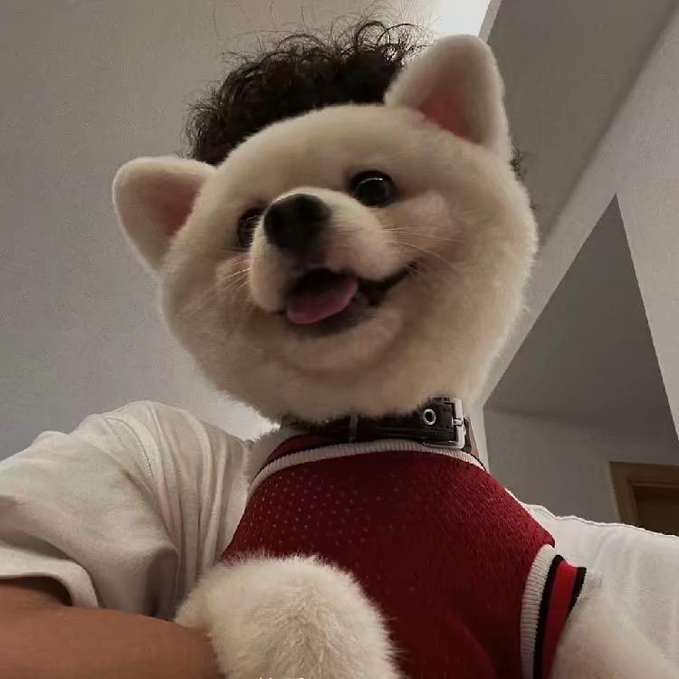 牵着猪逛榕江火车站