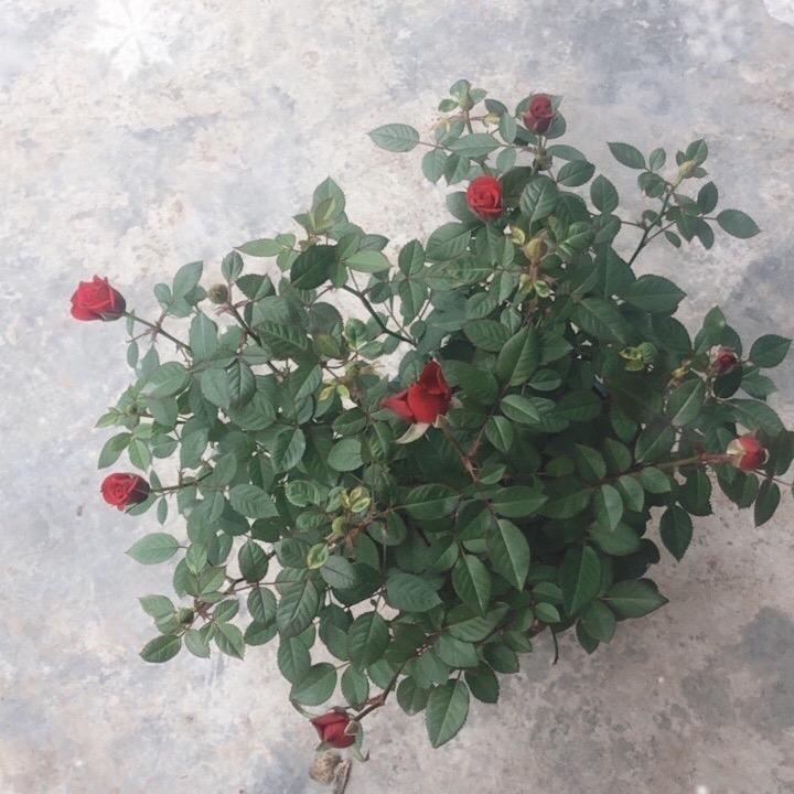 烟消云散