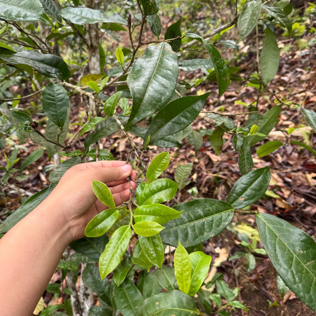 茶缘古道