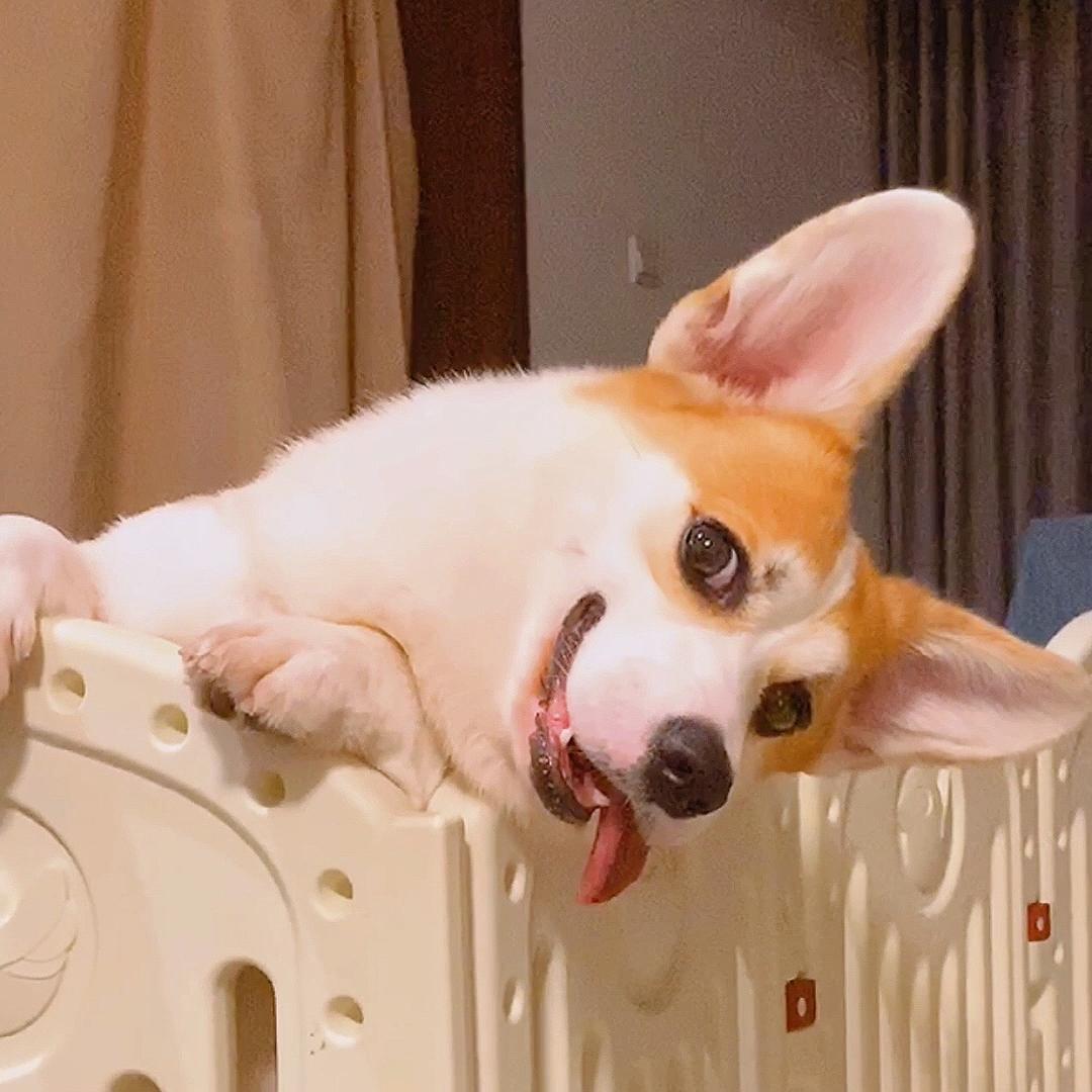 龙虾不是虾