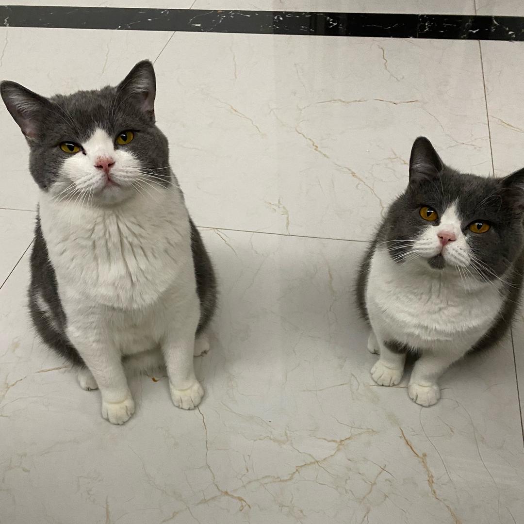 肉肉与老肥🐱