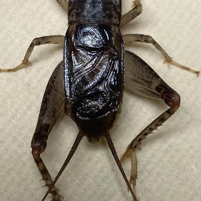 用户3400762750415精品蟋蟀爱