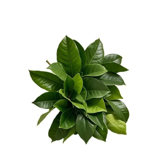 不是闲语