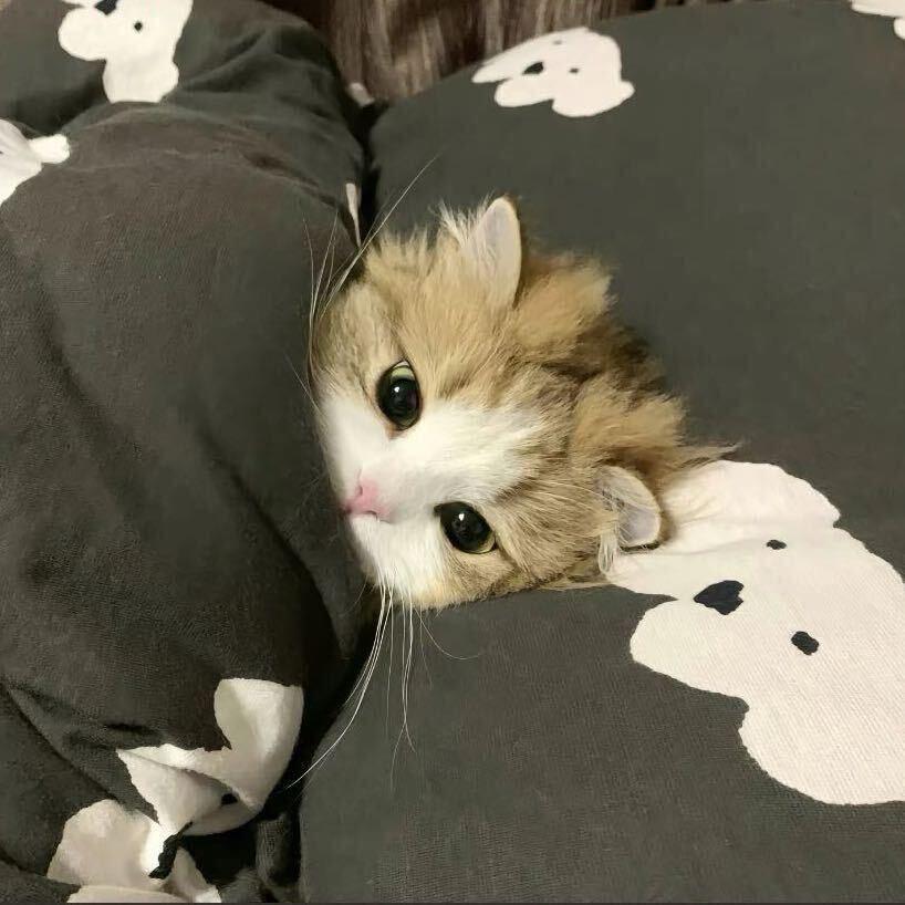 ᵇ ᵅ ᵇ ʸ.