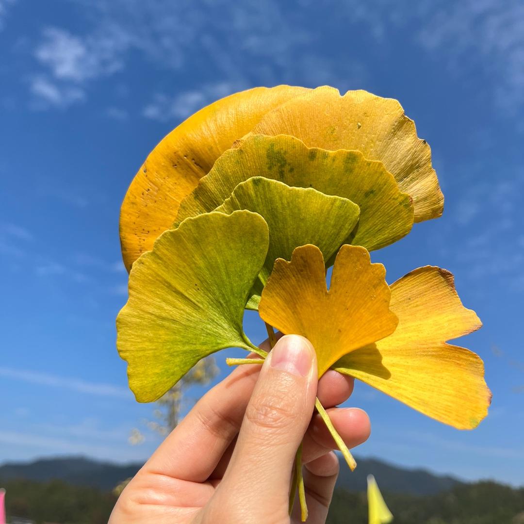 enka