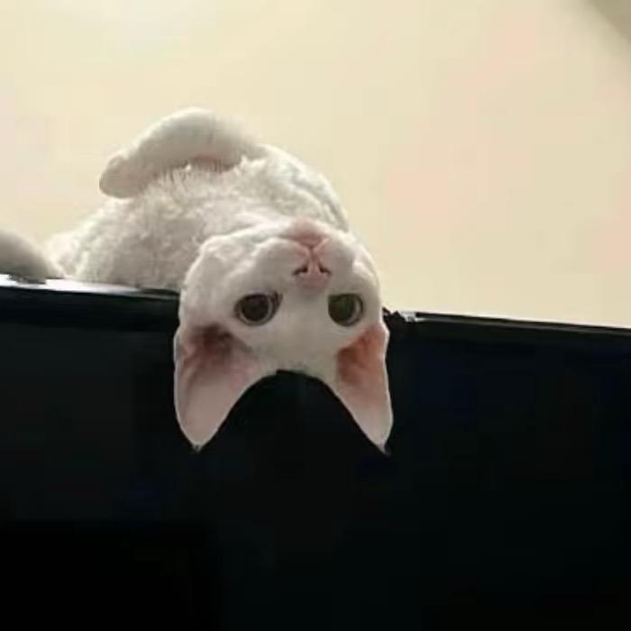 哈哈