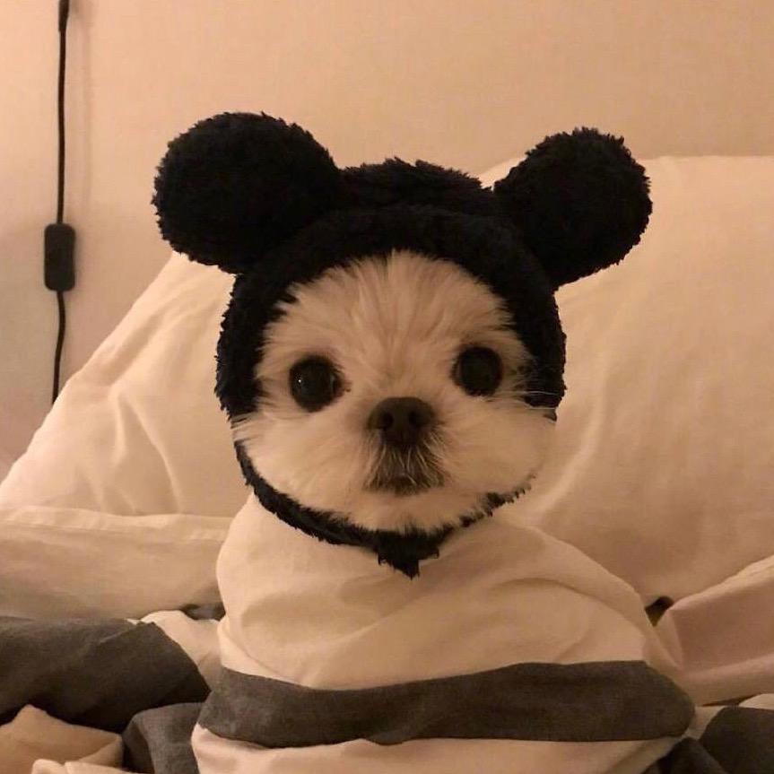 崽了你o