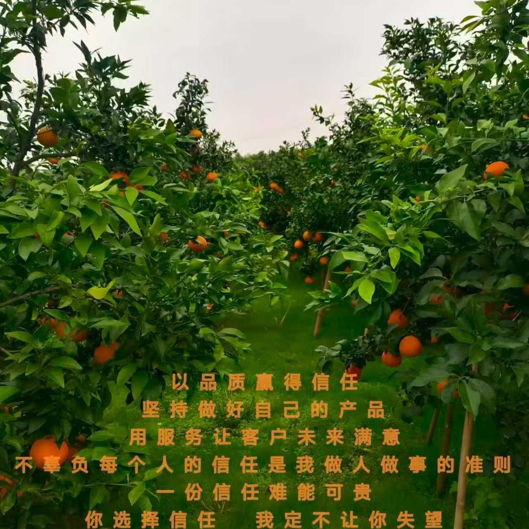 彭山橙意满满水果店