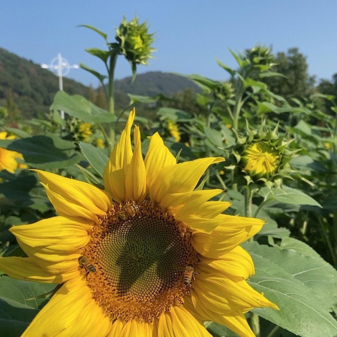 不汲汲于富贵