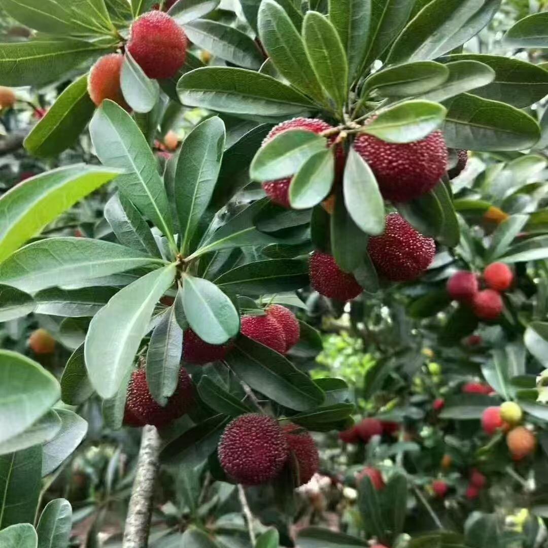 云初营种养农场