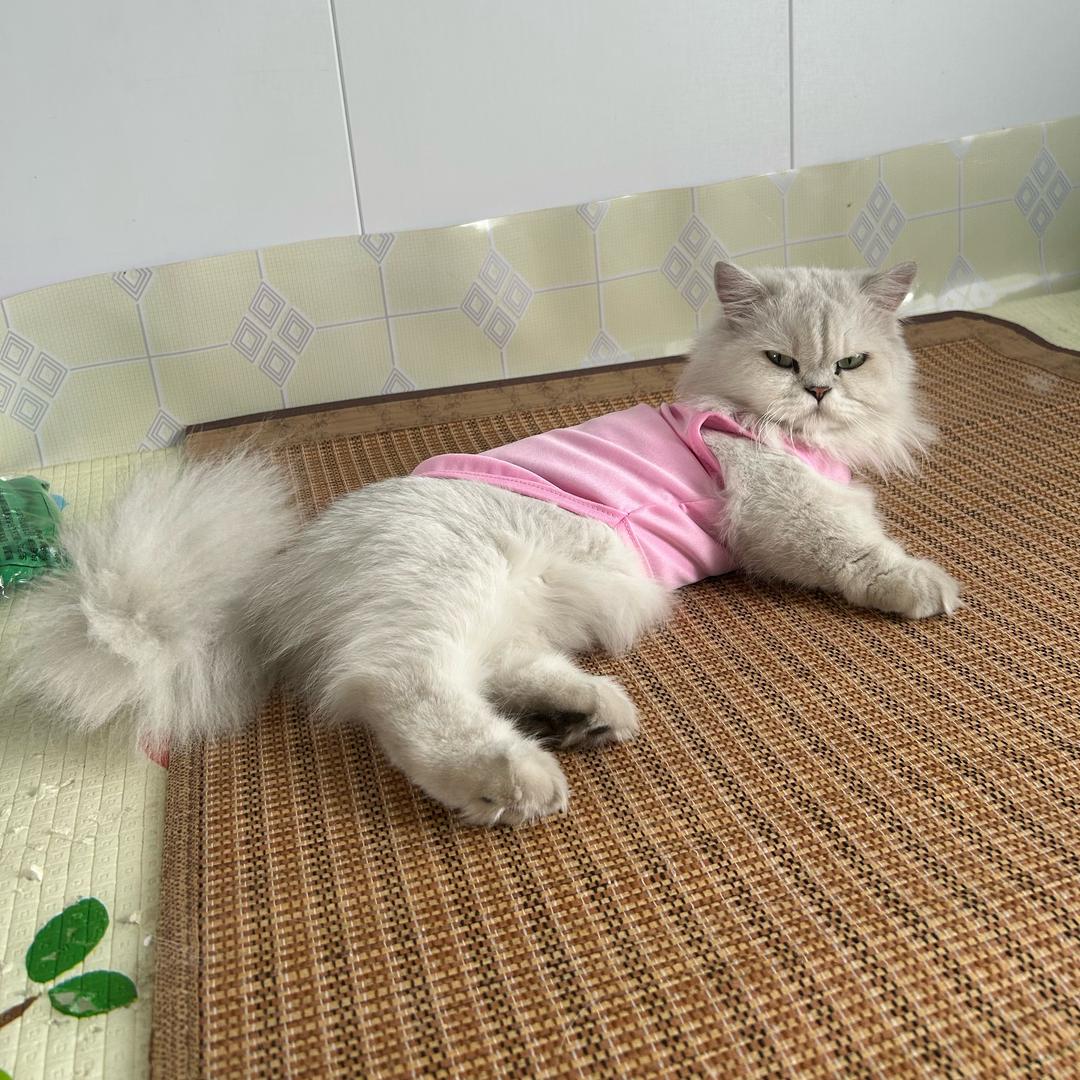 我叫大白（金吉拉）