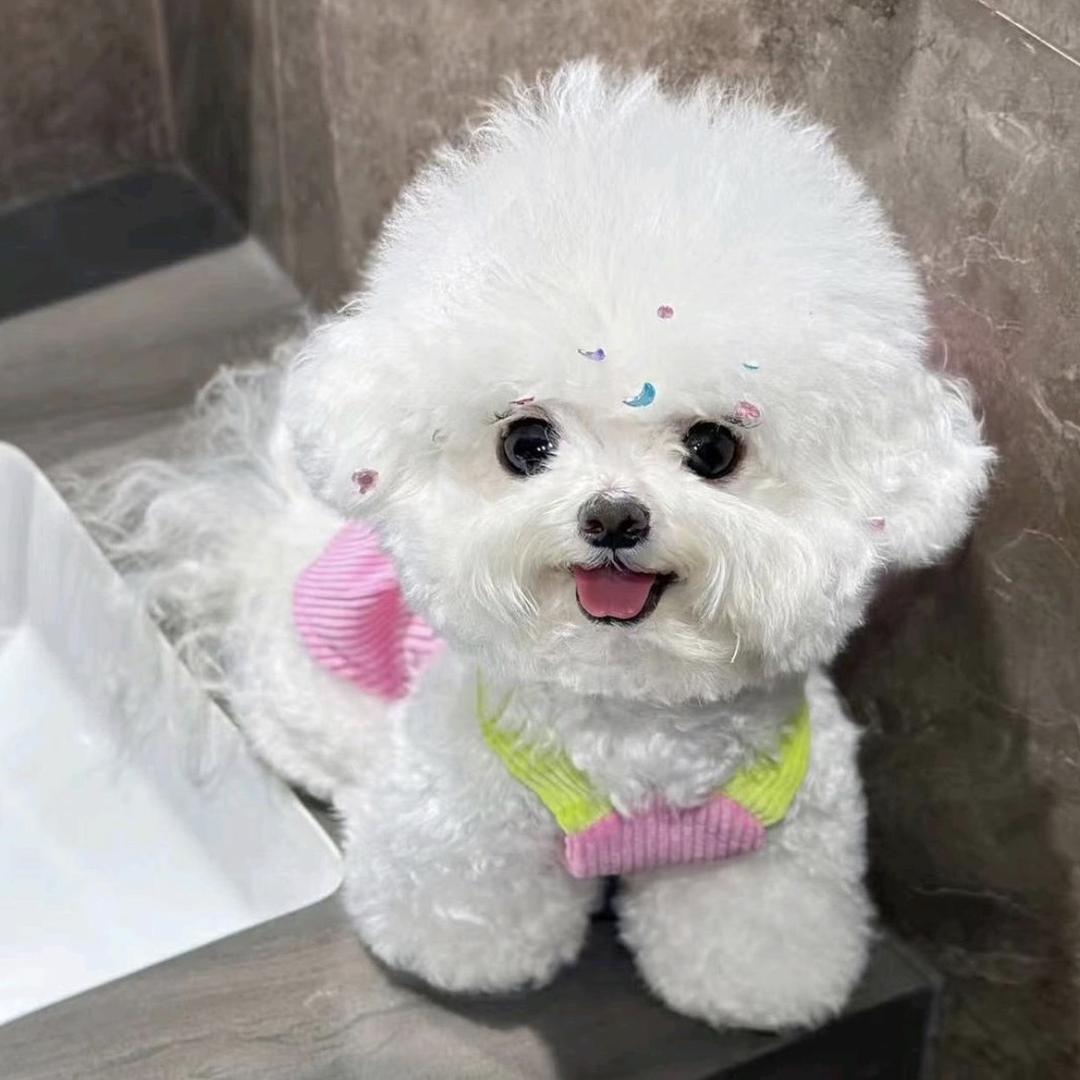 洋洋家甜系萌宠