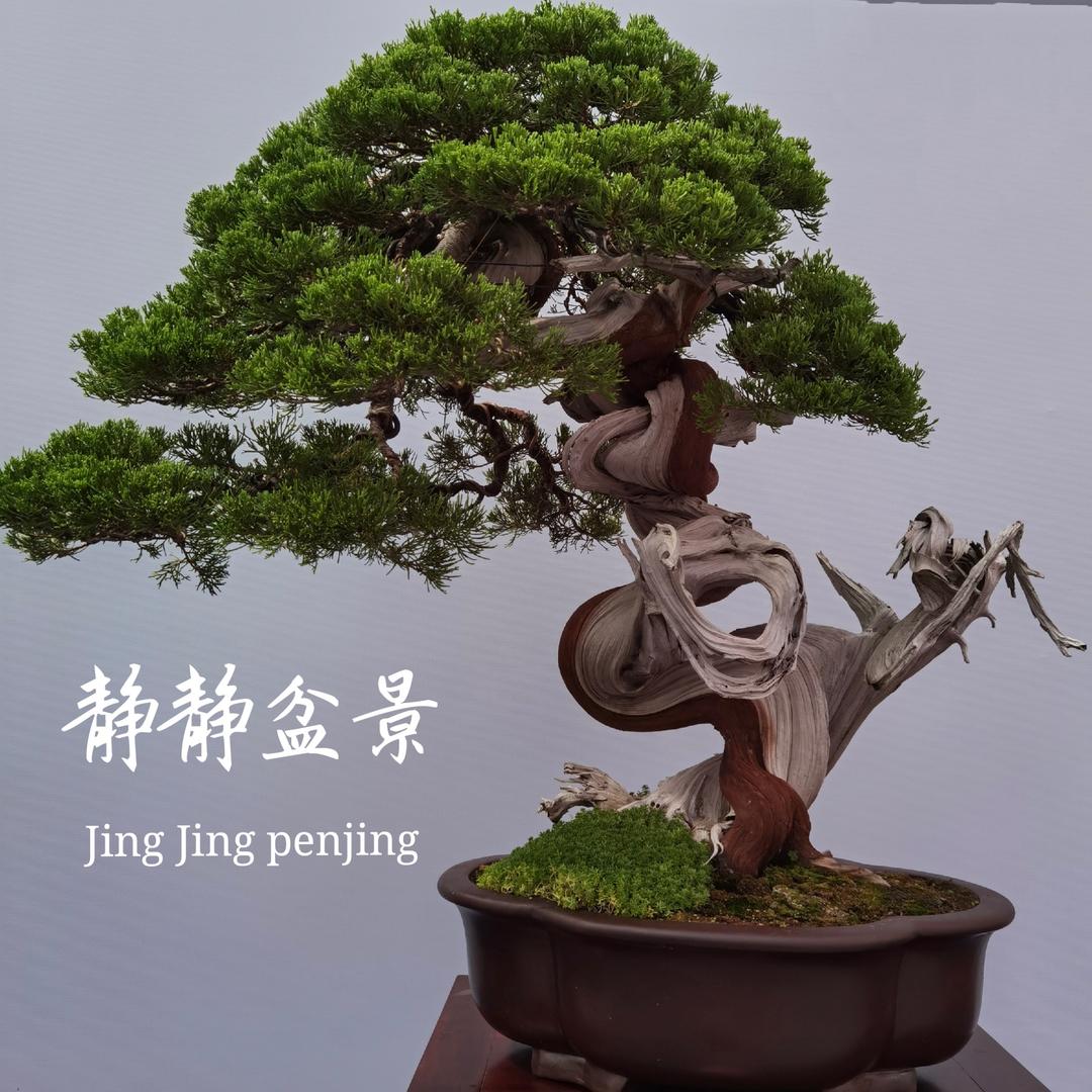 静静盆景