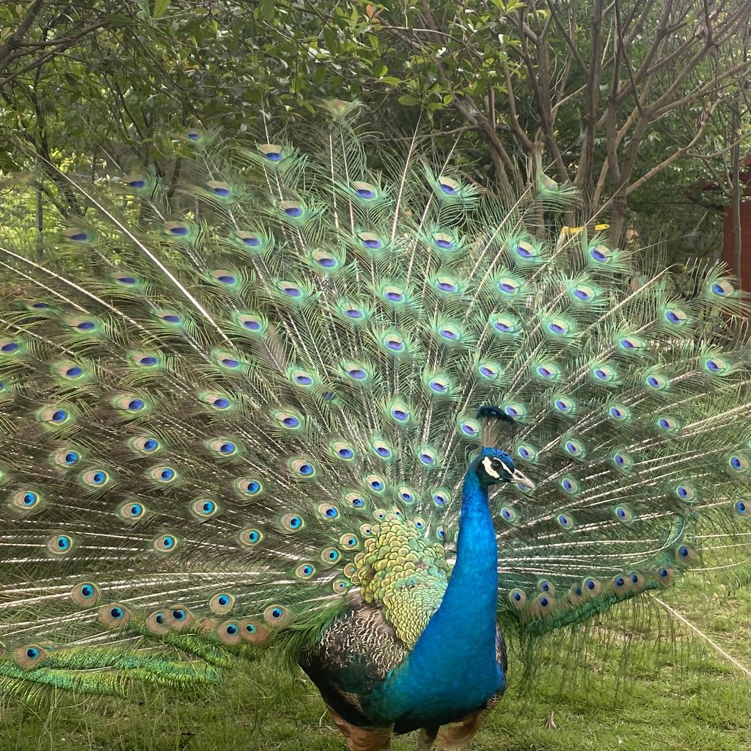 梦幻芭蕾