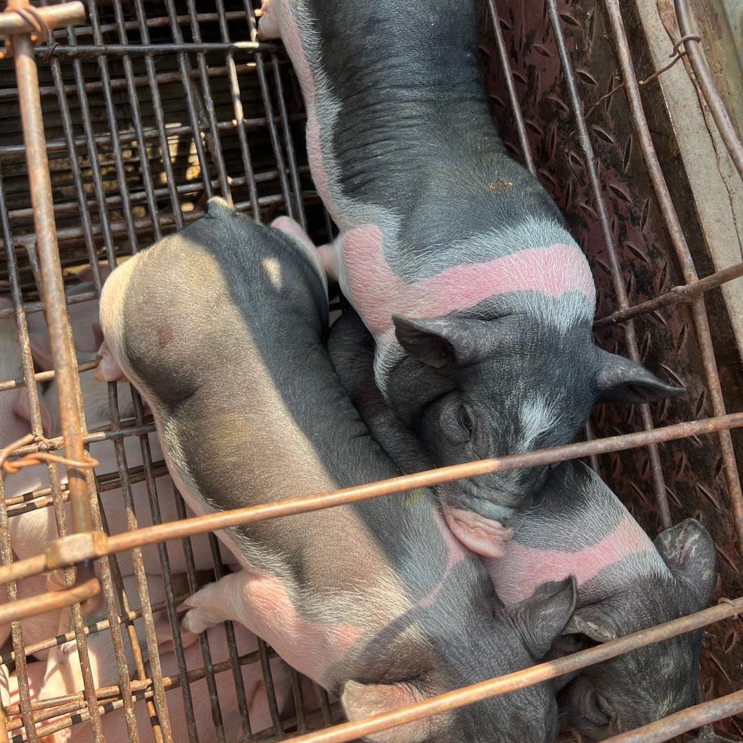 收猪仔