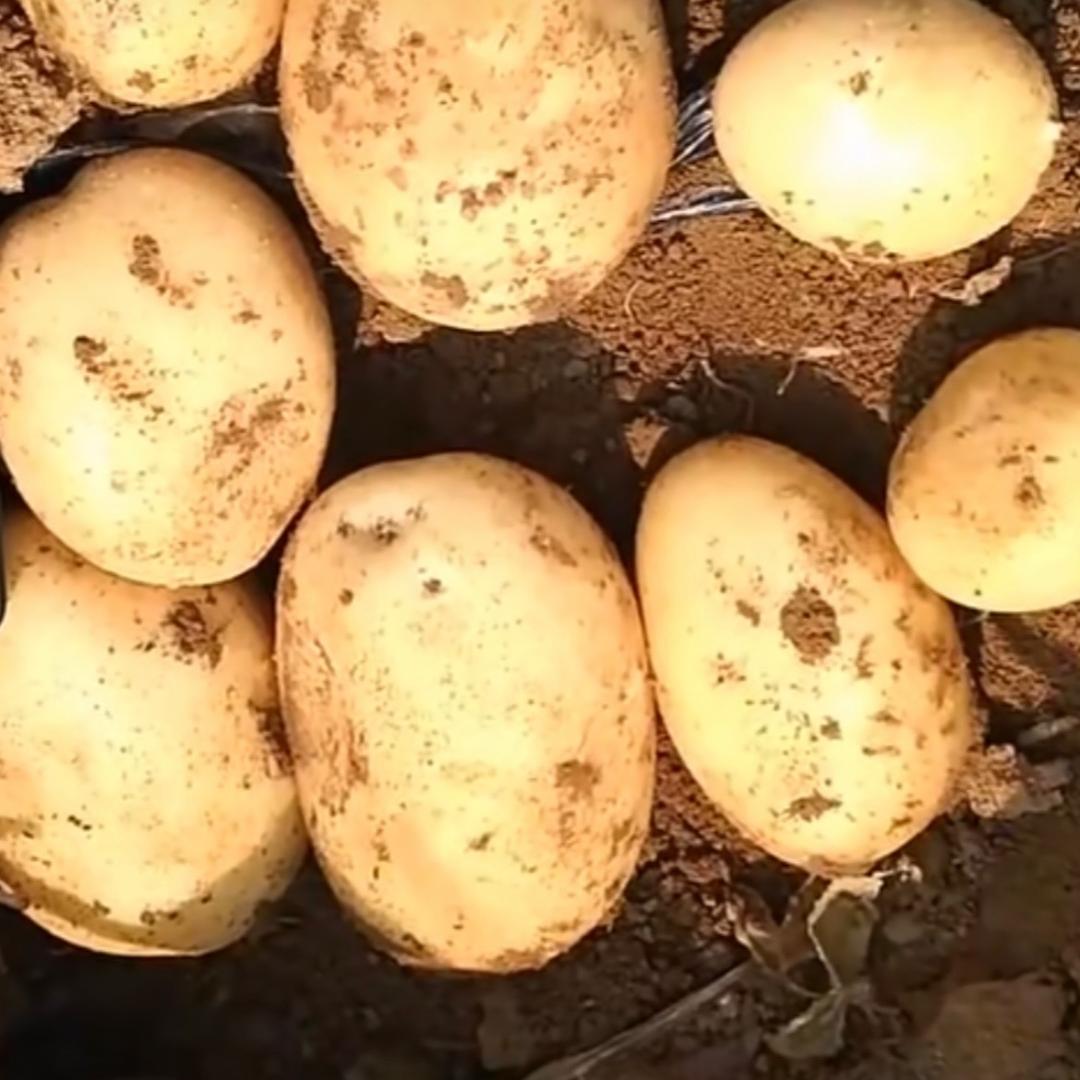 山西土豆哥贺振华