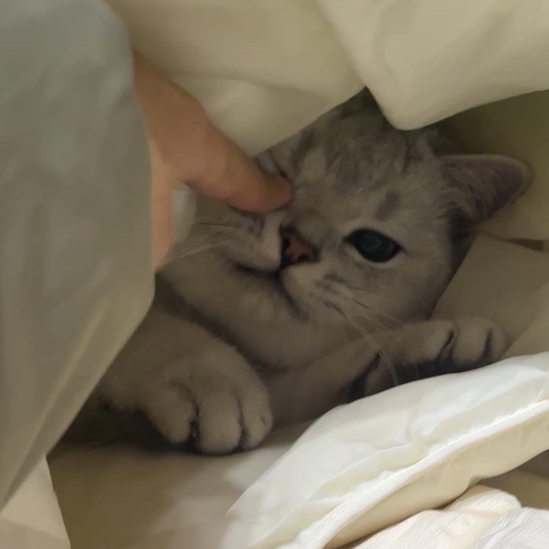 头头是只猫