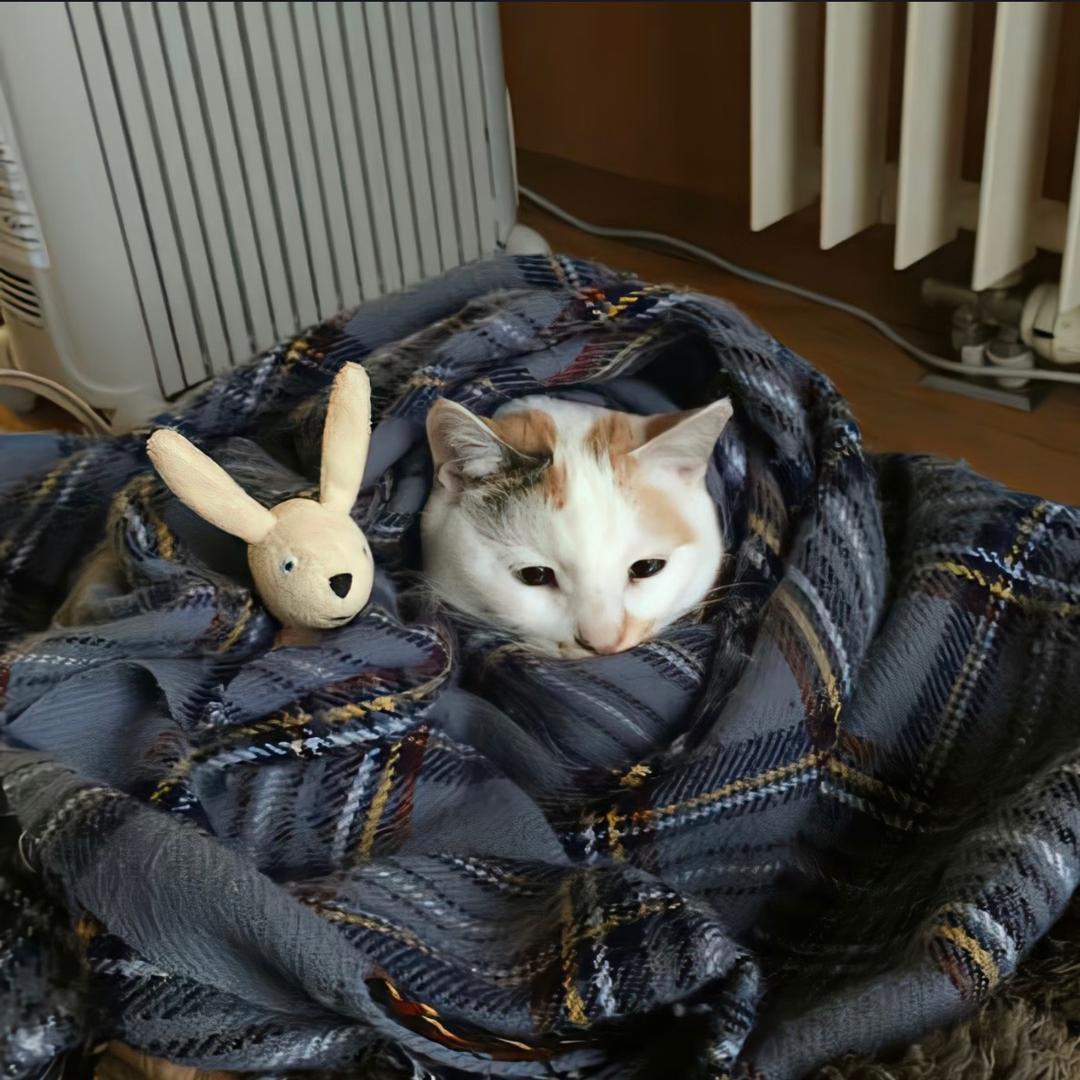 热拿铁加冰