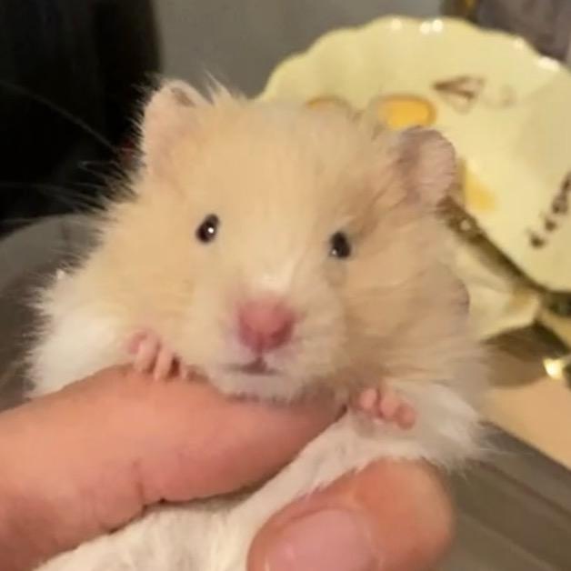 没有猫币了