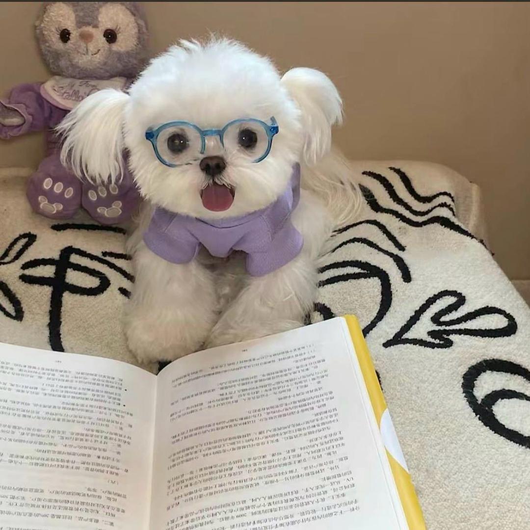 一只多情的修狗