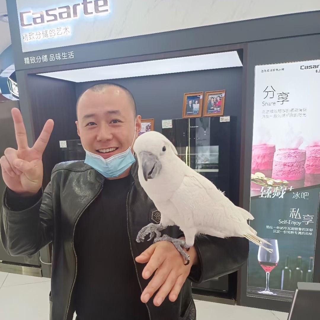 鹦鹉打工者（招代理）