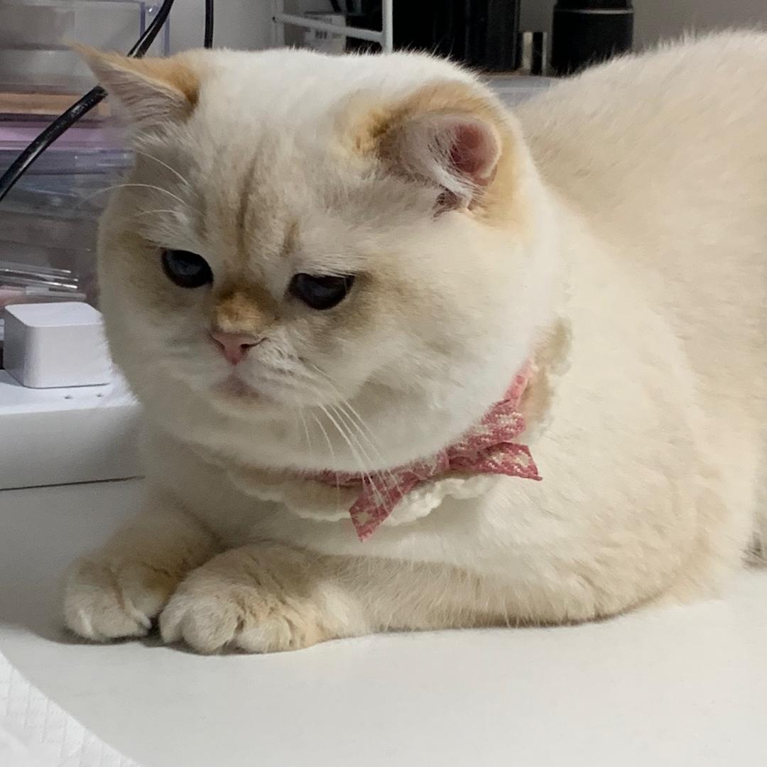 茶点小馒头