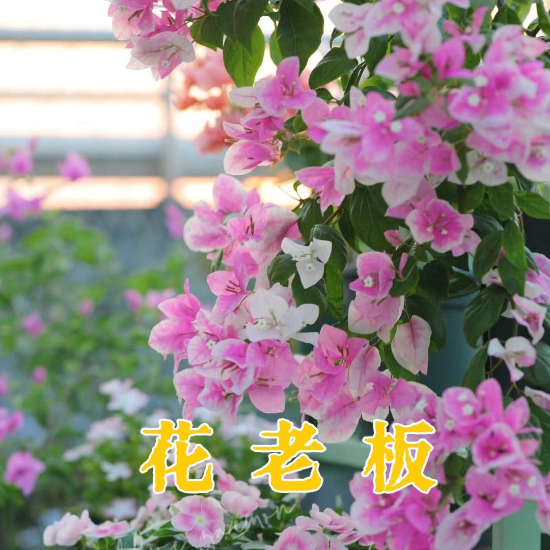 花老板三角梅园艺