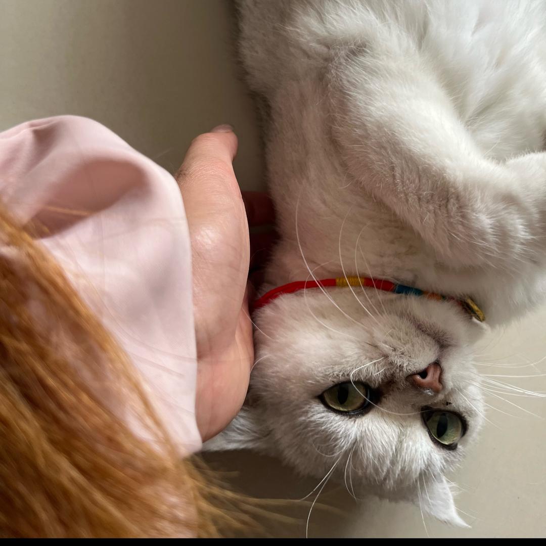 咪咪🐈