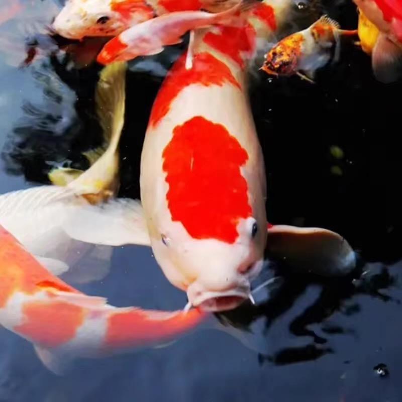 爱养鱼的小姐姐