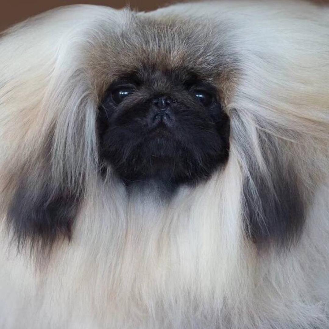唯爱京犬