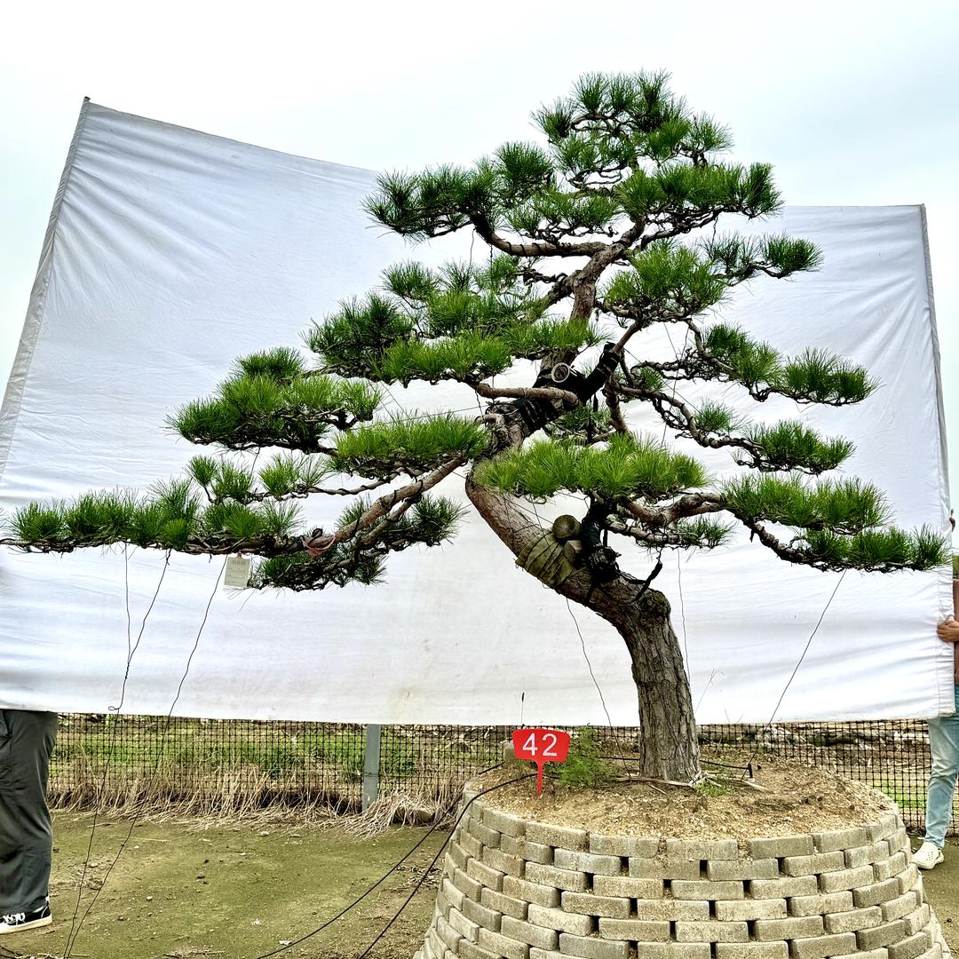 泰安小赵造型松基地