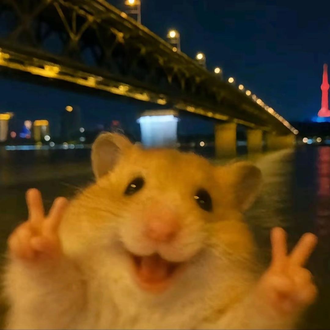 豆包小猪