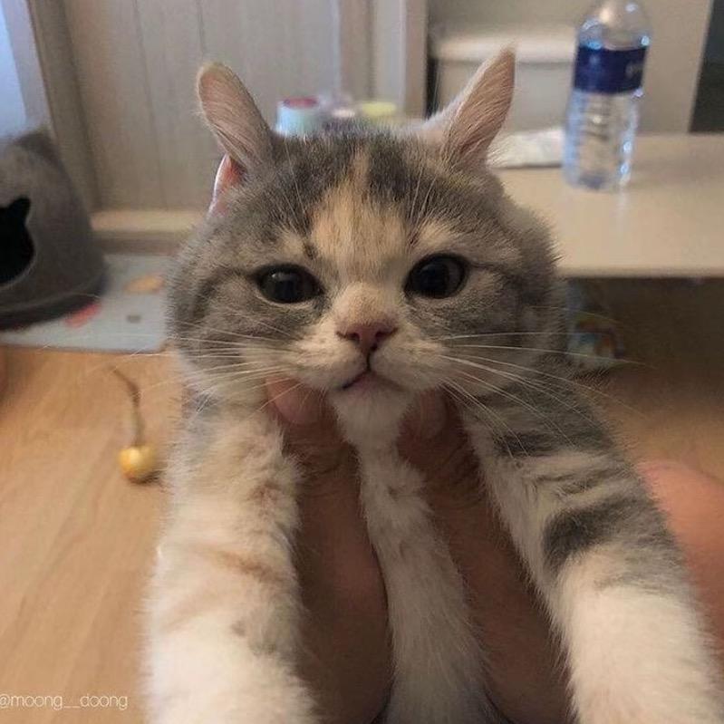 想猫