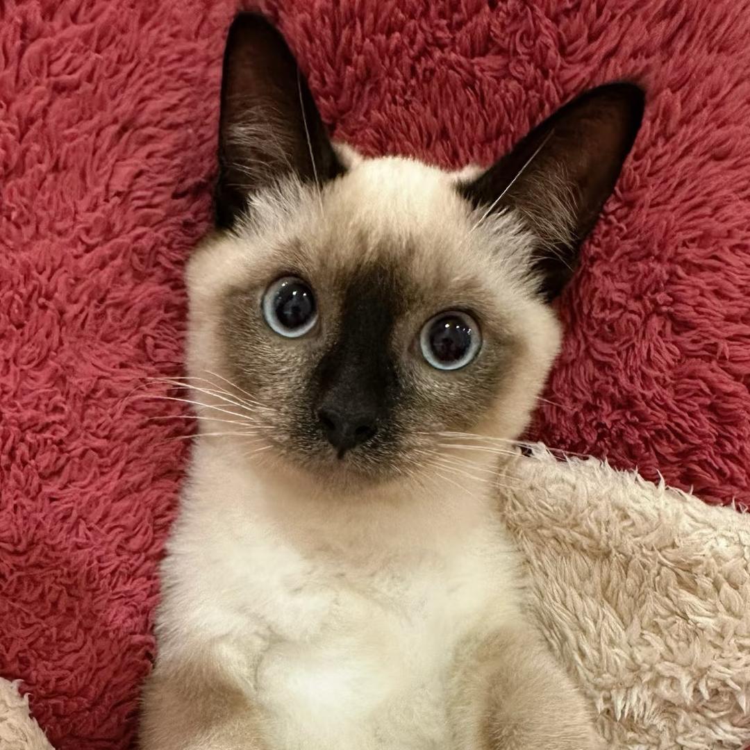 狗蛋的猫猫日记